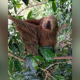 En imágenes: así fue el rescate de un oso perezoso en Vijes, Valle