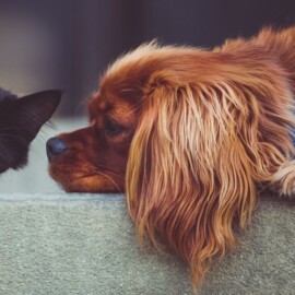 Nutrición natural: Así beneficia a perros y gatos