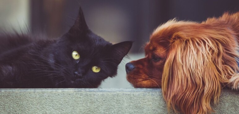 Nutrición natural: Así beneficia a perros y gatos