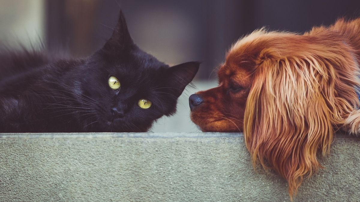 ¿Qué es la ortopedia veterinaria? Clave para mejorar la calidad de vida de las mascotas