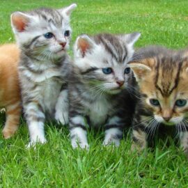 Jornadas de adopción en Cali: ¿dónde y a qué hora se realizará?