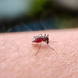 Valle del Cauca cerró 2025 sin muertes por dengue: conozca cómo se logró