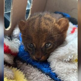 Así fue el rescate de un tierno Yaguarundí en Tuluá, Valle