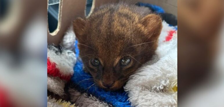 Así fue el rescate de un tierno Yaguarundí en Tuluá, Valle
