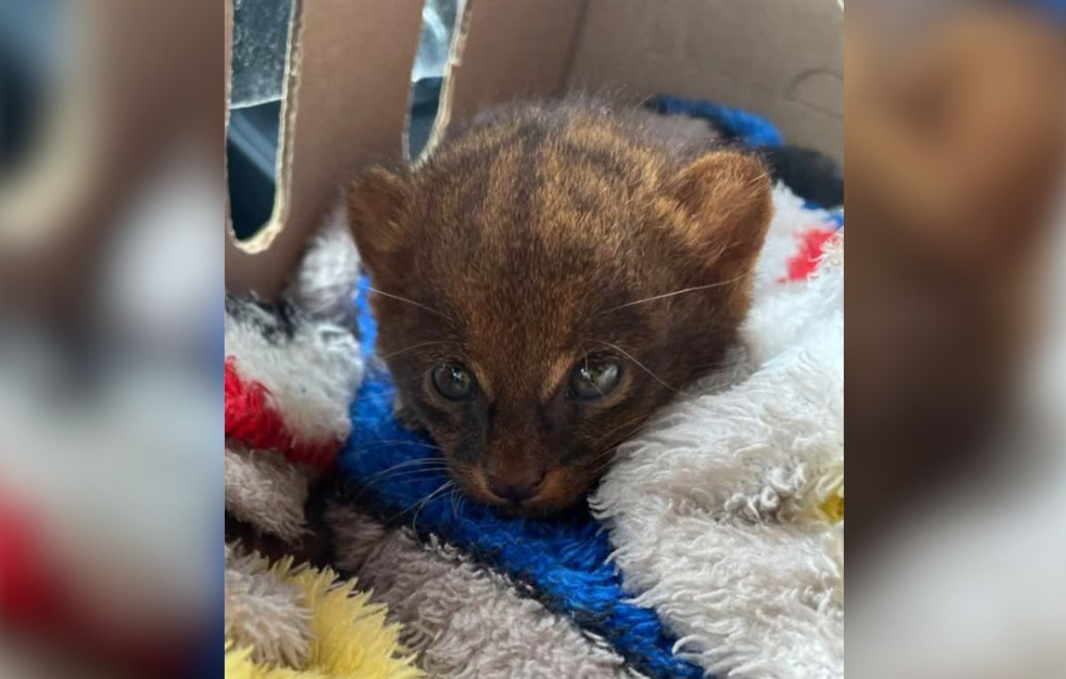 En imágenes: así fue el rescate de un oso perezoso en Vijes, Valle