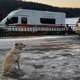 La emotiva historia de una perrita en Rusia que espera a su dueño que falleció tras caer en un río helado