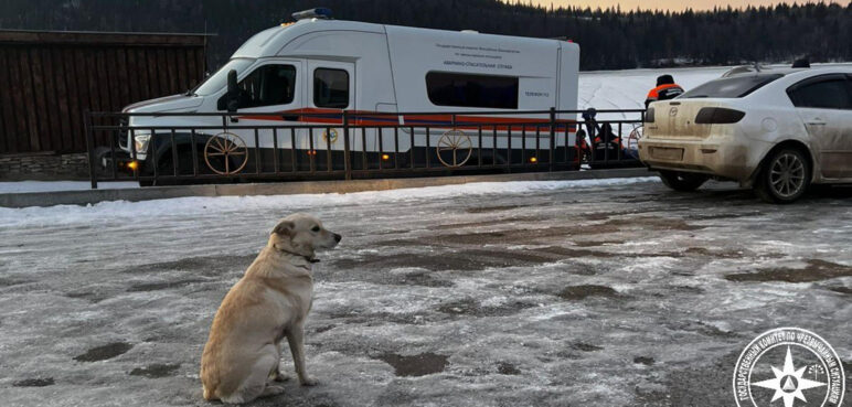 La emotiva historia de una perrita en Rusia que espera a su dueño que falleció tras caer en un río helado