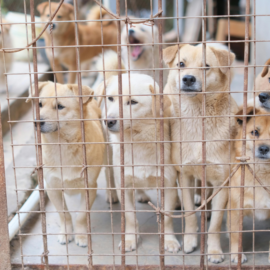 Jornada de adopción animal durante este fin de semana en Cali, ¿dónde se realizará?