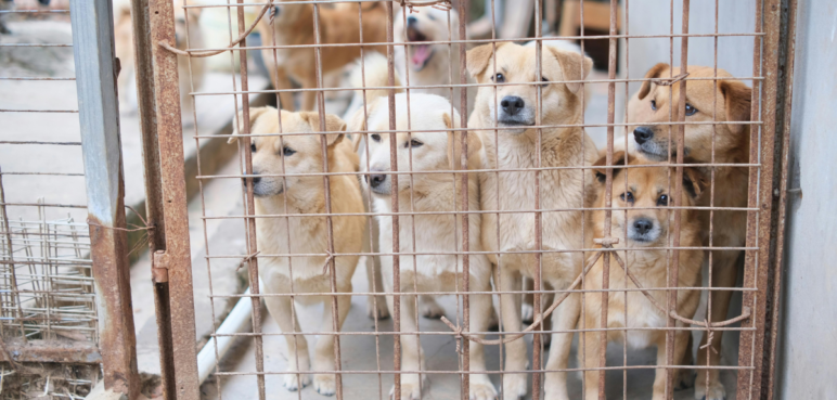 Jornada de adopción animal durante este fin de semana en Cali, ¿dónde se realizará?