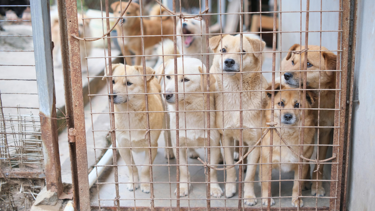Jornada de adopción animal durante este fin de semana en Cali, ¿dónde se realizará?