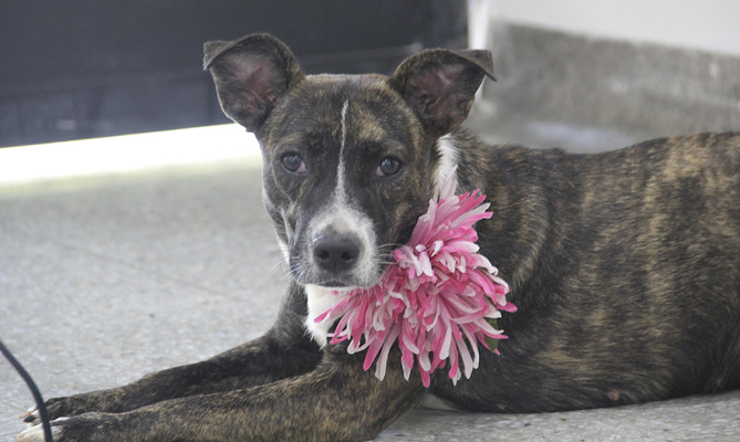 jornadas adopción animal en Cali