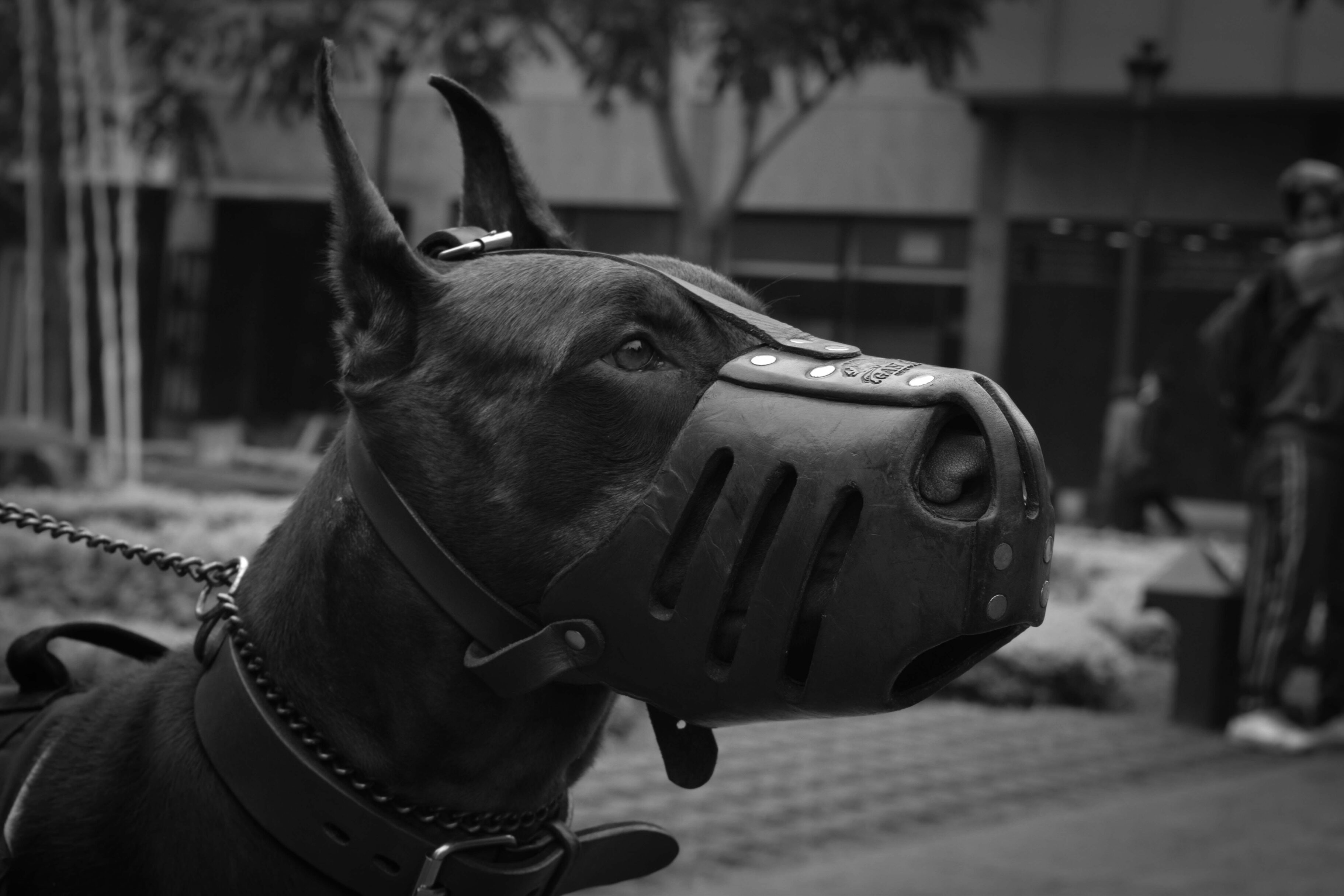  razas de perros que deben usar bozal
