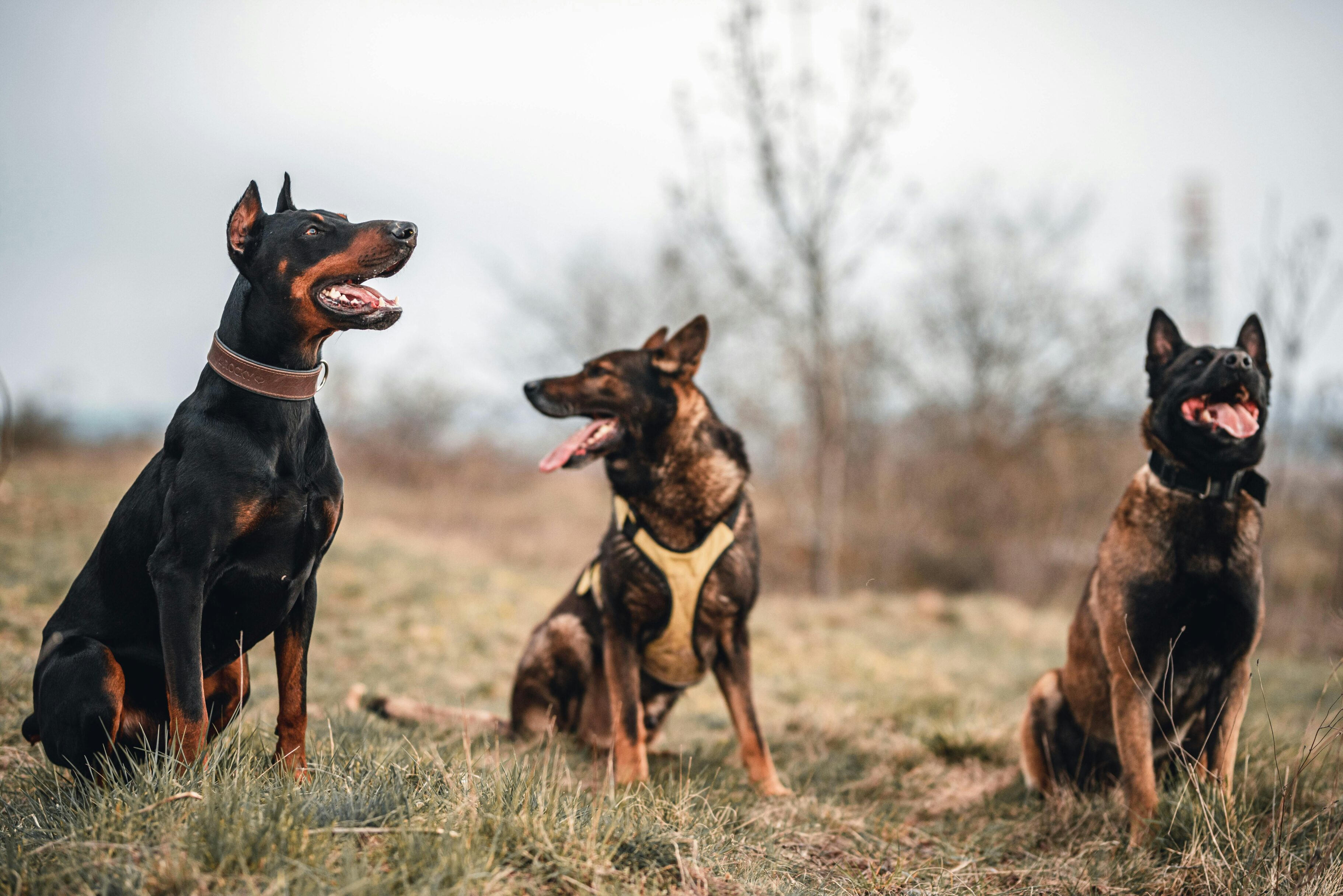  razas de perros que deben usar bozal
