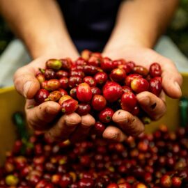 Colombia rompe récord de producción de café en los últimos 20 años
