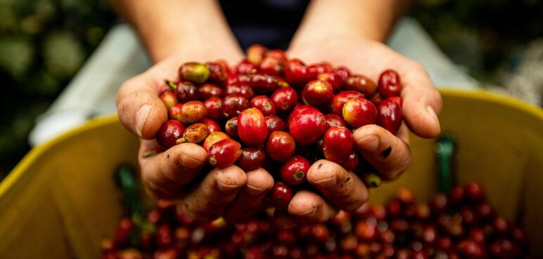 Colombia rompe récord de producción de café en los últimos 20 años