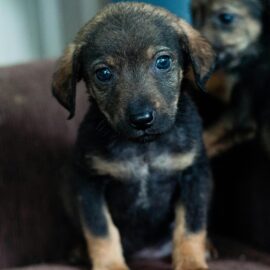 ¿Un hotel para perros? Conozca detalles de la escuela canina Jaime Campo en Cali