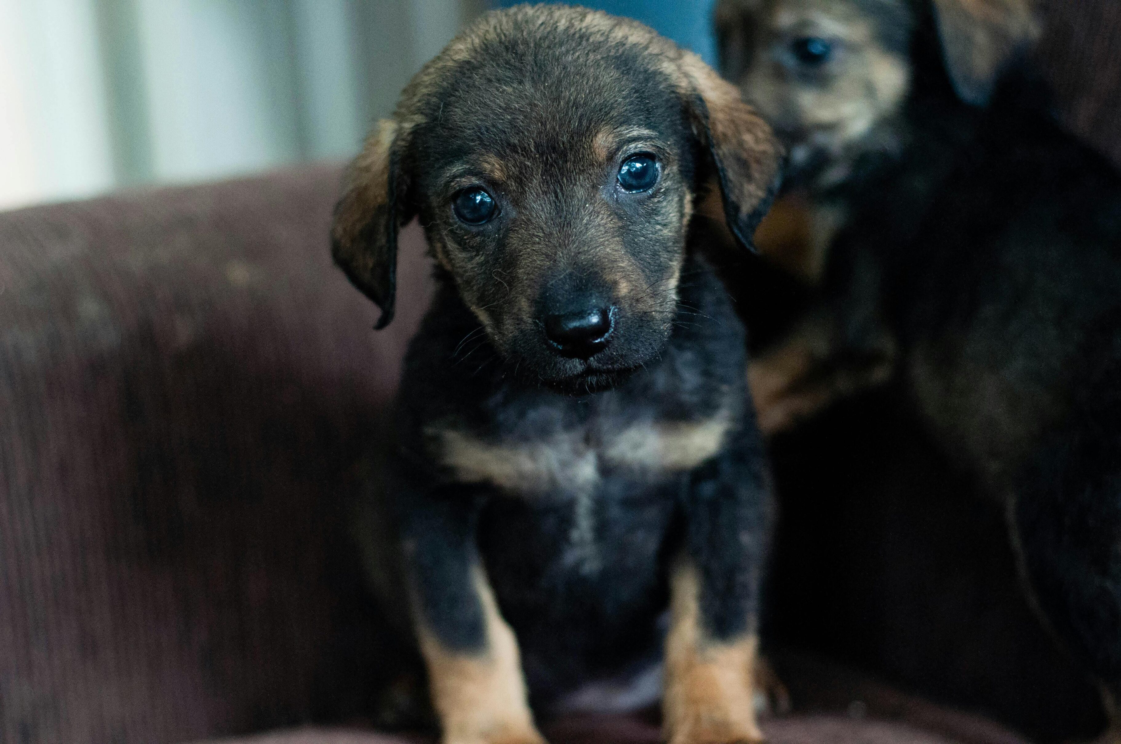 La emotiva historia de Arjona, un perrito en adopción que lleva 2 años esperando una familia