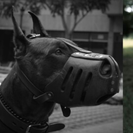 ¡Ojo! Las siguientes razas de perro deben usar bozal, según la ley