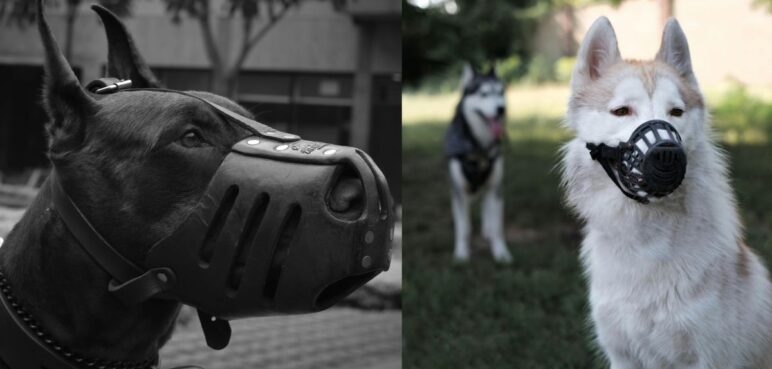 ¡Ojo! Las siguientes razas de perro deben usar bozal, según la ley