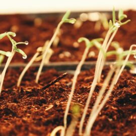 Trueque de semillas: el modelo innovador que podría implementarse en Colombia