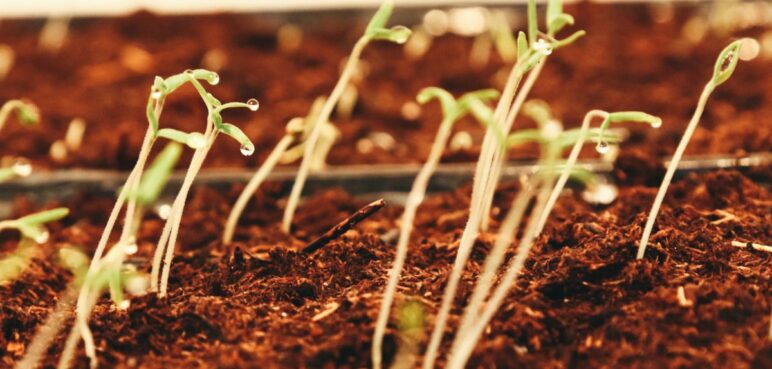 Trueque de semillas: el modelo innovador que podría implementarse en Colombia