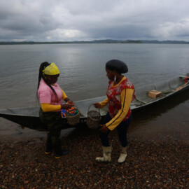 Mujeres piangüeras: guardianas del manglar y promotoras de tradición en el Pacífico colombiano