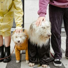  ¿Qué sucede en la última etapa de vida de un perro y cómo manejarla?