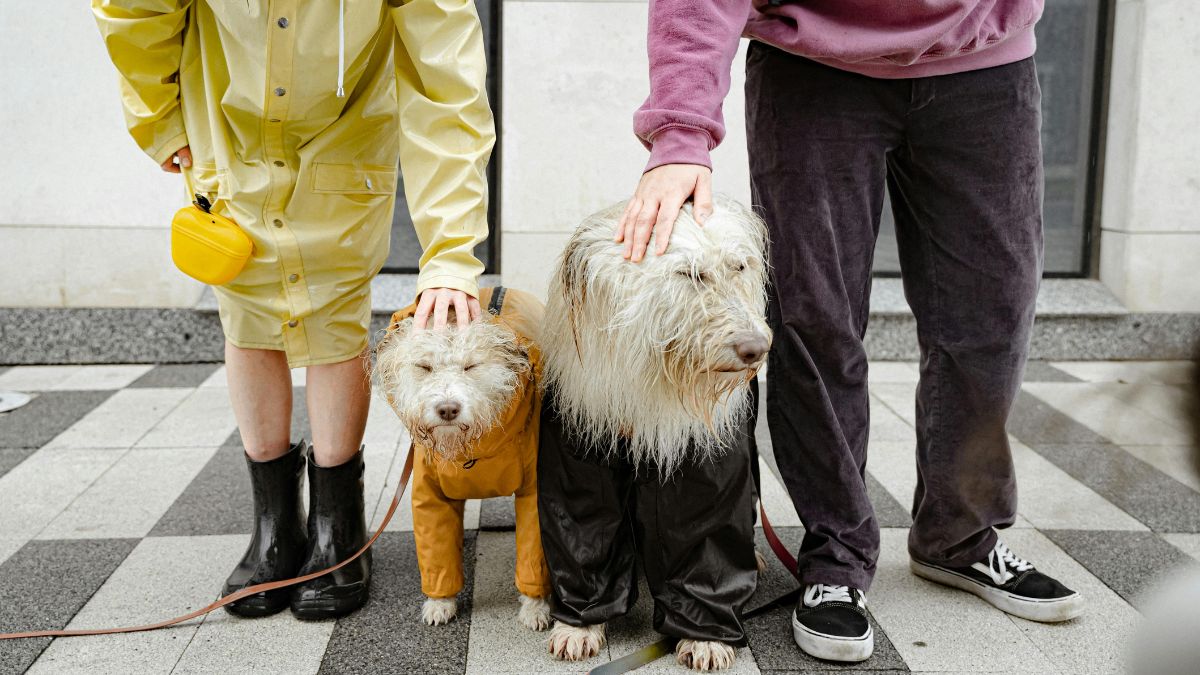  ¿Qué sucede en la última etapa de vida de un perro y cómo manejarla?