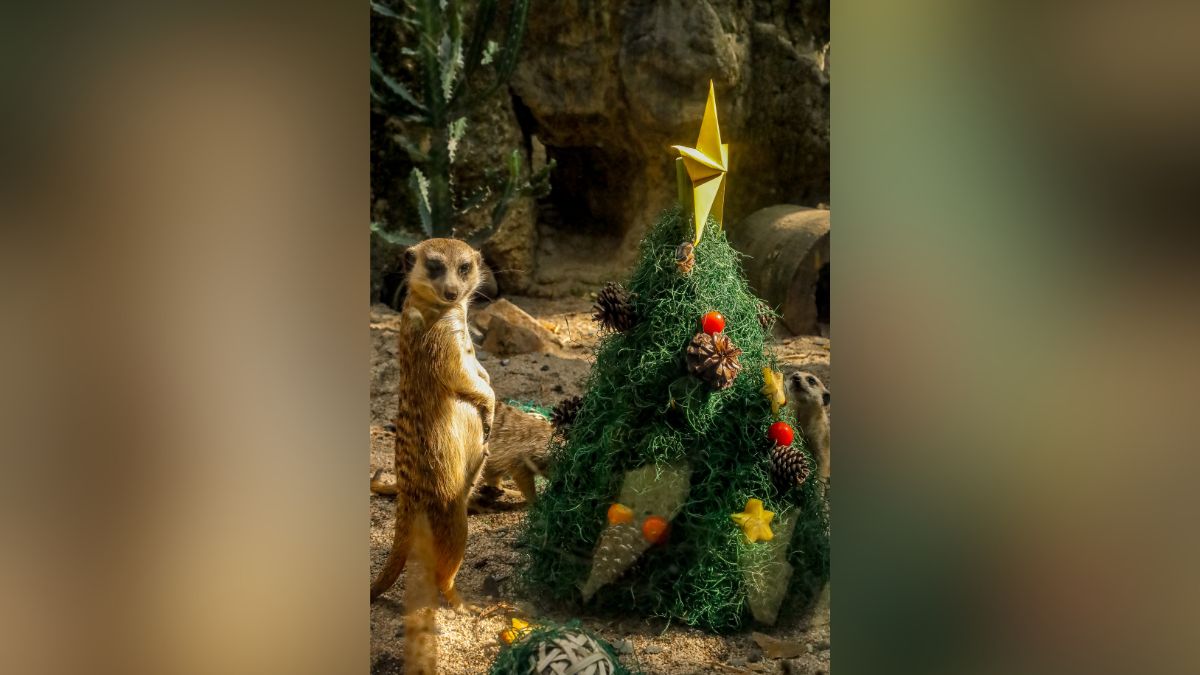 El estruendo de la pólvora cobra vidas en el Zoológico de Cali: detalles de lo sucedido