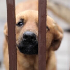 Alerta por maltrato animal: nuevo caso fue denunciado en el corregimiento de La Buitrera