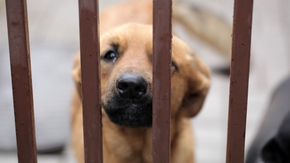Alimento para mascotas que revoluciona a Cali: esta es la historia de Juan David Pipicano