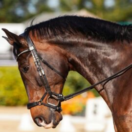 Alcaldía se pronuncia sobre anuncio de encuentro de peregrinación a caballo en Cali