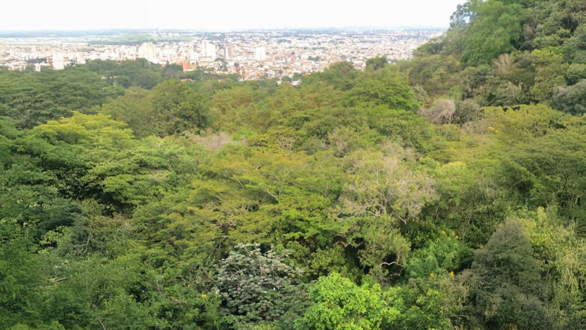 Comunidades del oeste de Cali denuncian intento de invasión en bosque de Bellavista
