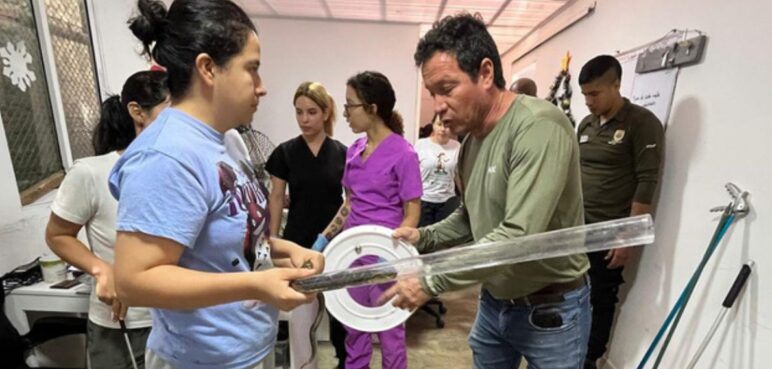 Así fue el rescate de una serpiente mapaná en Cali, Valle
