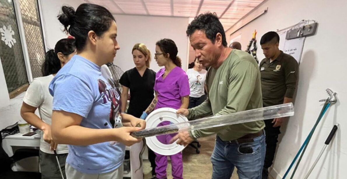 Así fue el rescate de una serpiente mapaná en Cali, Valle