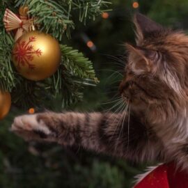 ¿Cómo proteger tu árbol de Navidad de tus mascotas?