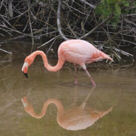 Flamingos de Galápagos en condición crítica: amenazas y esfuerzos de conservación