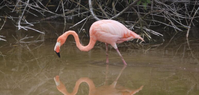 Flamingos de Galápagos en condición crítica: amenazas y esfuerzos de conservación