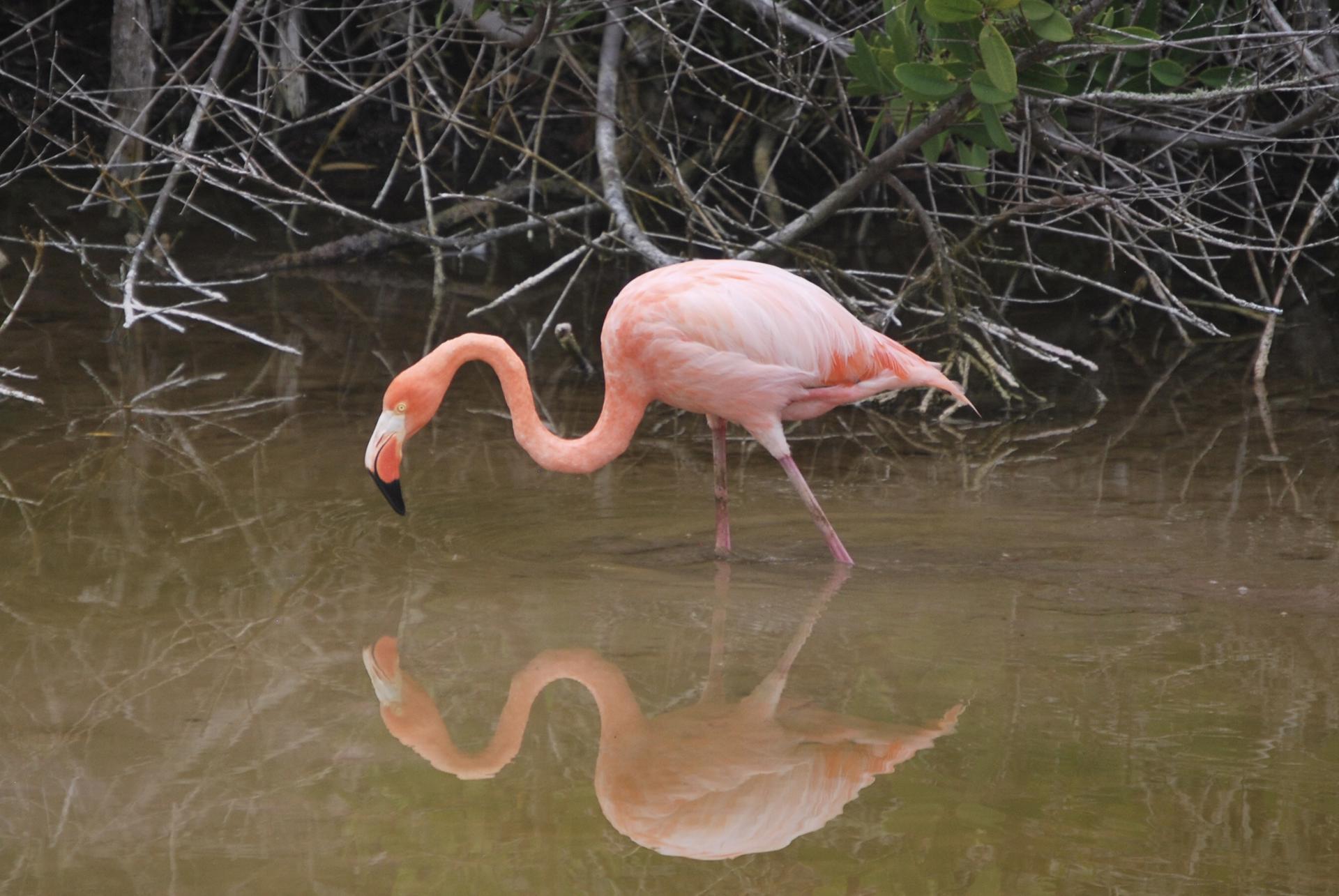 Flamingos de Galápagos en condición crítica: amenazas y esfuerzos de conservación