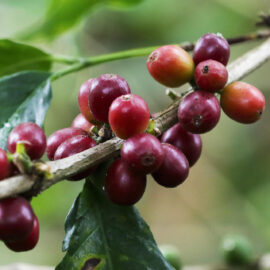 Café en alza: Colombia se fortalece mientras otros países productores enfrentan crisis