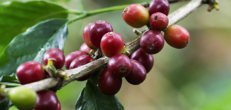Café en alza: Colombia se fortalece mientras otros países productores enfrentan crisis