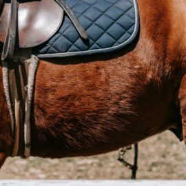 ¿Habrá cabalgata este año en la Feria Cali 2024?: esto dijo la Alcaldía