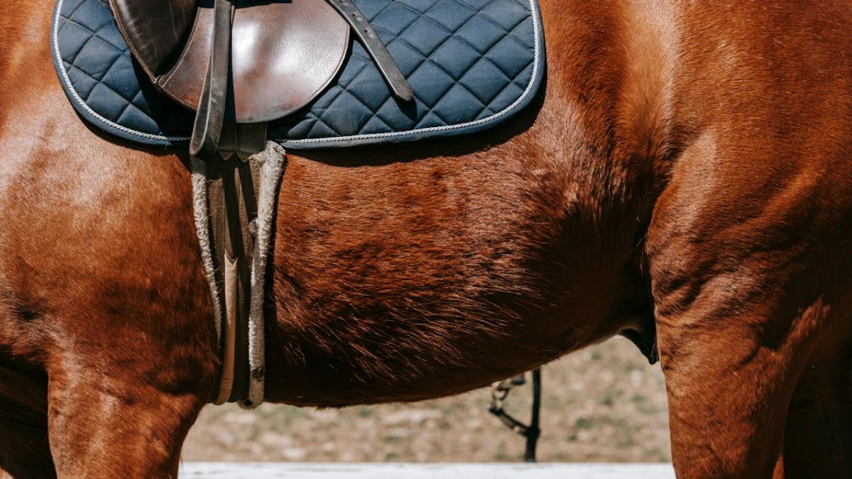 Alcaldía se pronuncia sobre anuncio de encuentro de peregrinación a caballo en Cali