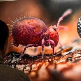 Las mejores fotografías de la vida salvaje de 2024 estarán exhibidas por tiempo limitado