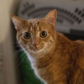 La increíble razón genética del porqué los gatos naranjas tienen ese color