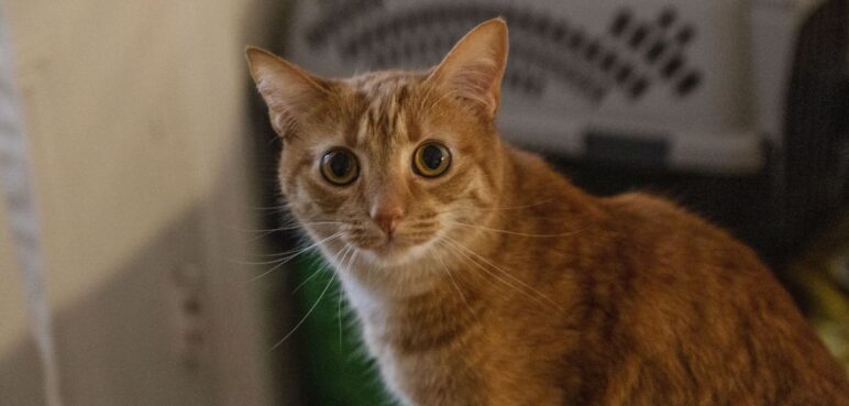 La increíble razón genética del porqué los gatos naranjas tienen ese color
