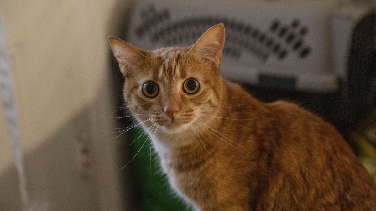 gato naranja en un hogar