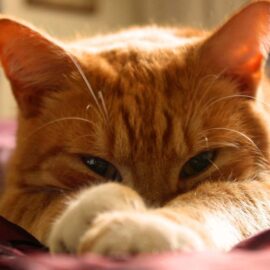 El servicio ideal para el cuidado de tu gato en casa