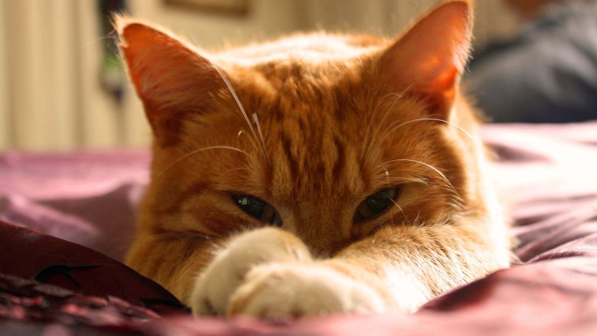Servicio de cuidado de gatos a domicilio
