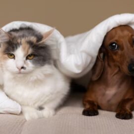 Nuevas jornadas de esterilización animal en Cali ¿cuándo y dónde serán?